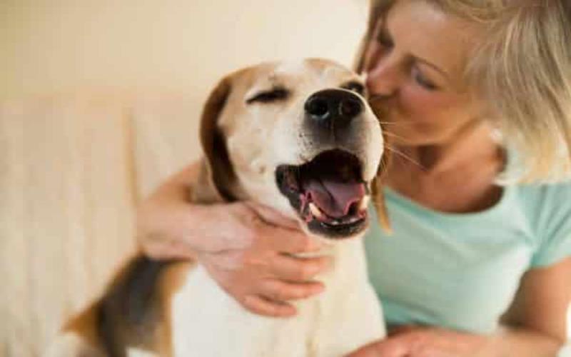 Canine Therapy for Addiction Recovery Enhancing Healing at Briarwood Detox Center