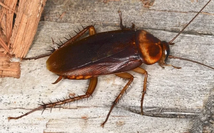 Cockroaches